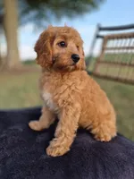 Baxter, a male Cavapoo for sale in Franklin, KY – 5 of 10