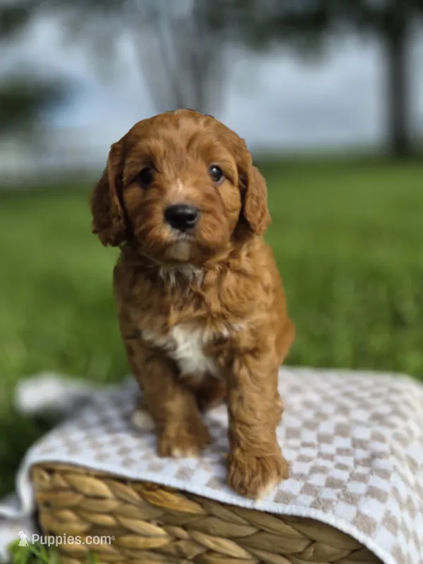 Balto – Cavapoo puppy for sale in Franklin, KY