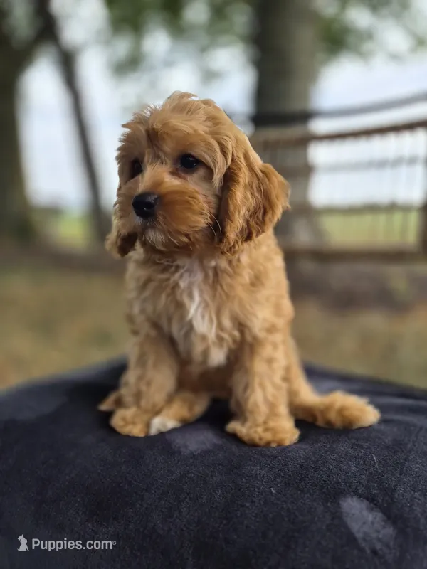 Alex – Cavapoo puppy for sale in Franklin, KY