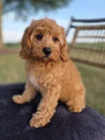 Baxter, a male Cavapoo for sale in Franklin, KY – 6 of 10