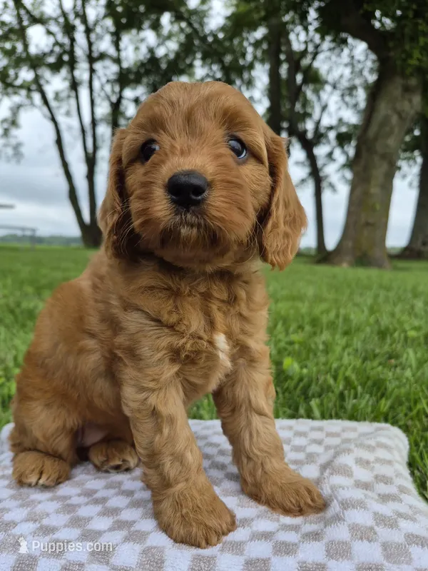 Blossom  – Cavapoo puppy for sale in Franklin, KY