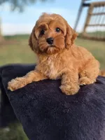 Alex, a male Cavapoo for sale in Franklin, KY – 2 of 10