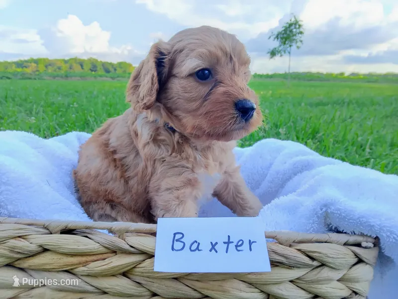 Baxter – Cavapoo puppy for sale in Franklin, KY
