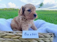 Baxter, a male Cavapoo for sale in Franklin, KY – 1 of 5