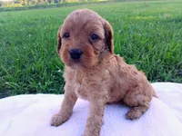 Annie, a female Cavapoo for sale in Franklin, KY – 6 of 8