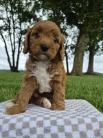 Bonnie, a female Cavapoo for sale in Franklin, KY – 5 of 7