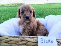 Blake, a male Cavapoo for sale in Franklin, KY – 9 of 9