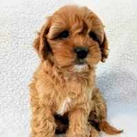 processed/ba8970e8-71b1-45b6-9684-99ef38c36a2a/listing/8a864a3e-0ba3-46fe-8012-2efdc0b3f701/809d7d4c-b7e9-46a2-a5a7-3e414ffe497c