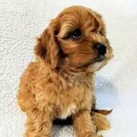 processed/ba8970e8-71b1-45b6-9684-99ef38c36a2a/listing/8a864a3e-0ba3-46fe-8012-2efdc0b3f701/e297adc9-780c-4634-872d-3fcf06fdc7b7