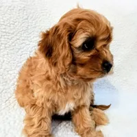 processed/ba8970e8-71b1-45b6-9684-99ef38c36a2a/listing/8a864a3e-0ba3-46fe-8012-2efdc0b3f701/ee109234-dde2-4a86-896f-abcd2ff560f9