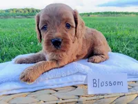Blossom , a female Cavapoo for sale in Franklin, KY – 3 of 7
