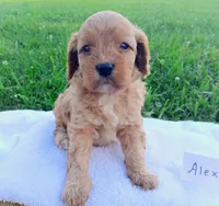 Alex, a male Cavapoo for sale in Franklin, KY – 6 of 10