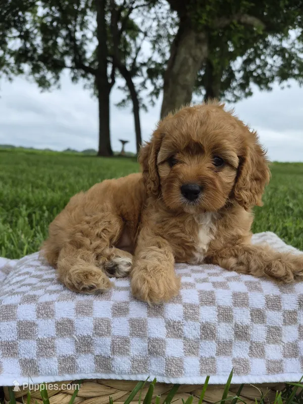 Bella – Cavapoo puppy for sale in Franklin, KY