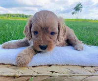 Alex, a male Cavapoo for sale in Franklin, KY – 7 of 10
