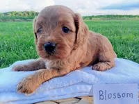 Blossom , a female Cavapoo for sale in Franklin, KY – 5 of 7