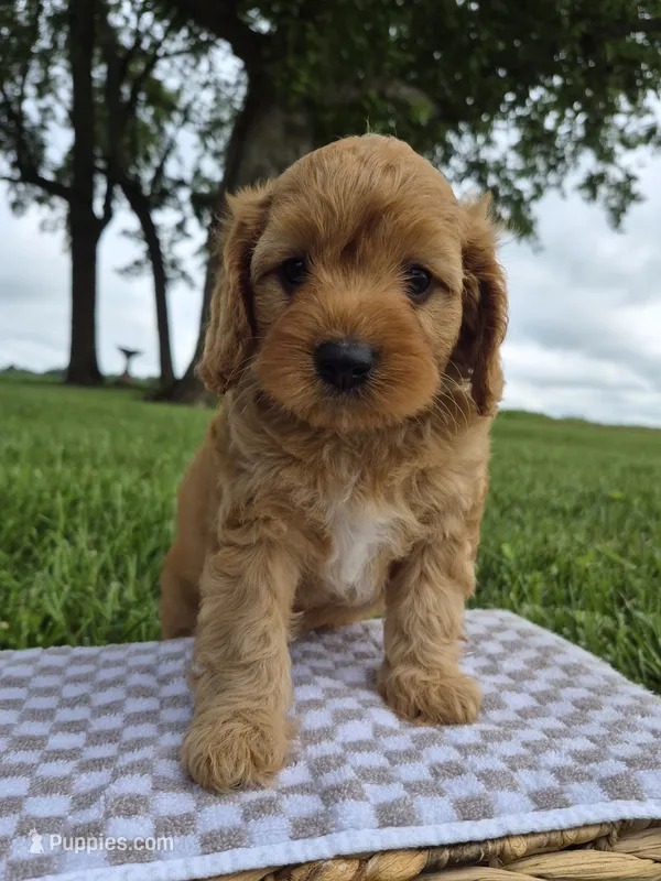 Baxter – Cavapoo puppy for sale in Franklin, KY