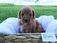 Blake, a male Cavapoo for sale in Franklin, KY – 5 of 9