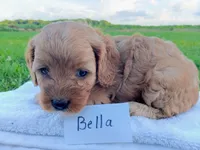 Bella, a female Cavapoo for sale in Franklin, KY – 5 of 5