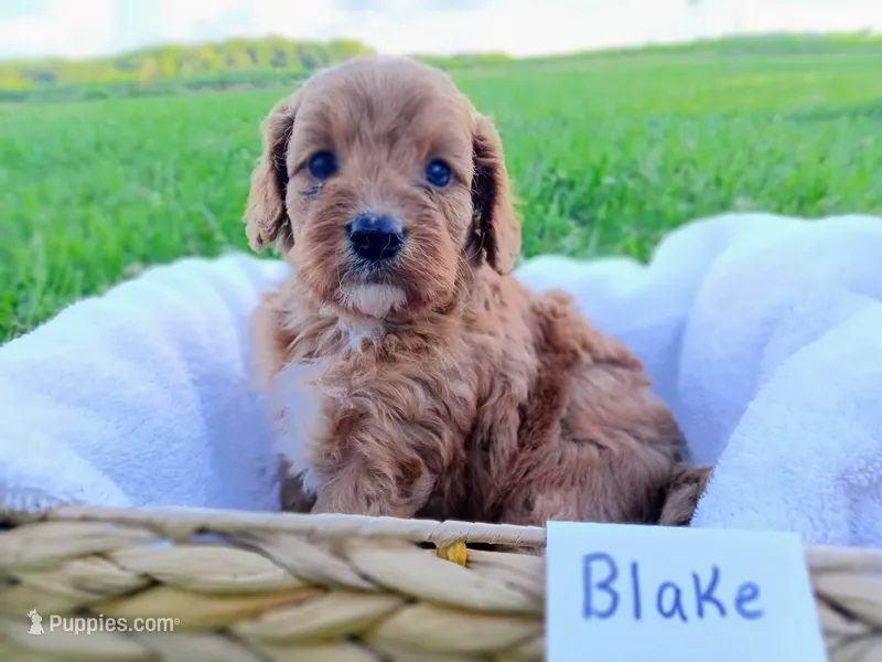 Blake – Cavapoo puppy for sale in Franklin, KY