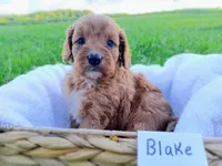 Blake, a male Cavapoo for sale in Franklin, KY – 1 of 9