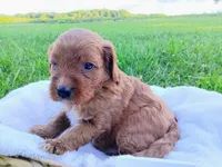 Balto, a male Cavapoo for sale in Franklin, KY – 2 of 5