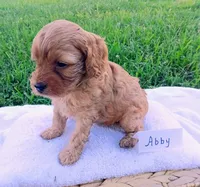 Abby, a female Cavapoo for sale in Franklin, KY – 6 of 6