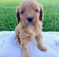 Alex, a male Cavapoo for sale in Franklin, KY – 4 of 10