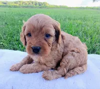 Abby, a female Cavapoo for sale in Franklin, KY – 5 of 6