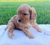 Alex, a male Cavapoo for sale in Franklin, KY – 5 of 10