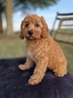 Baxter, a male Cavapoo for sale in Franklin, KY – 8 of 10