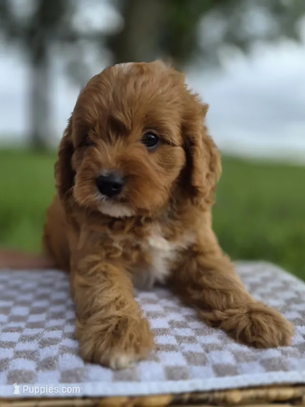 Blake – Cavapoo puppy for sale in Franklin, KY