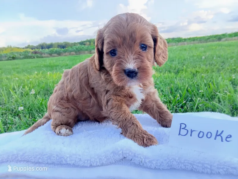Brooke – Cavapoo puppy for sale in Franklin, KY