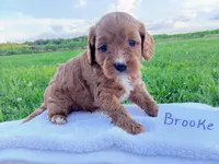 Brooke, a female Cavapoo for sale in Franklin, KY – 5 of 8