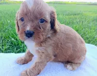 Andy, a male Cavapoo for sale in Franklin, KY – 7 of 7