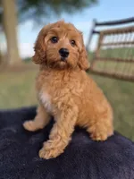 Baxter, a male Cavapoo for sale in Franklin, KY – 2 of 10