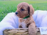 Blake, a male Cavapoo for sale in Franklin, KY – 6 of 9
