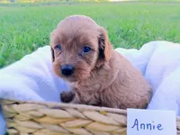 Annie, a female Cavapoo for sale in Franklin, KY – 2 of 8