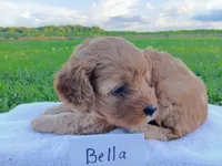 Bella, a female Cavapoo for sale in Franklin, KY – 2 of 5