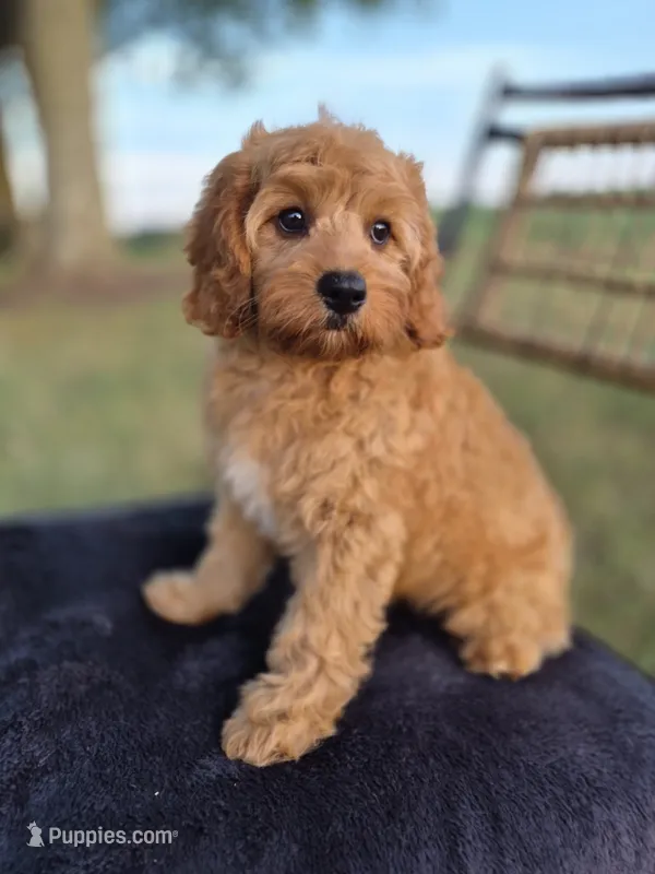 Baxter – Cavapoo puppy for sale in Franklin, KY