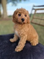 Baxter, a male Cavapoo for sale in Franklin, KY – 1 of 10