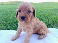 Annie, a female Cavapoo for sale in Franklin, KY – 8 of 8