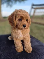 Alex, a male Cavapoo for sale in Franklin, KY – 9 of 10