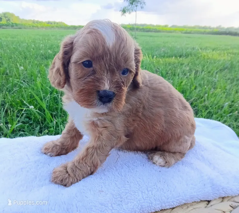 Andy – Cavapoo puppy for sale in Franklin, KY