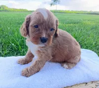 Andy, a male Cavapoo for sale in Franklin, KY – 1 of 7