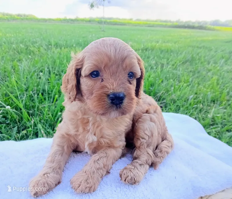 Abby – Cavapoo puppy for sale in Franklin, KY