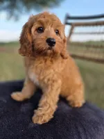 Baxter, a male Cavapoo for sale in Franklin, KY – 9 of 10