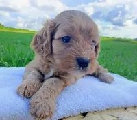 Alex, a male Cavapoo for sale in Franklin, KY – 2 of 10