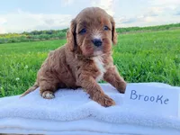 Brooke, a female Cavapoo for sale in Franklin, KY – 6 of 8