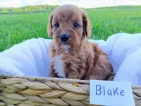 Blake, a male Cavapoo for sale in Franklin, KY – 4 of 9