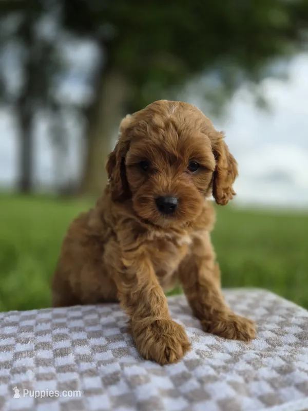 Annie – Cavapoo puppy for sale in Franklin, KY
